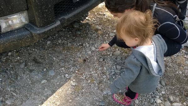 Trying to explain to our little girl that the butterfly stuck in my grille is in a better place now....