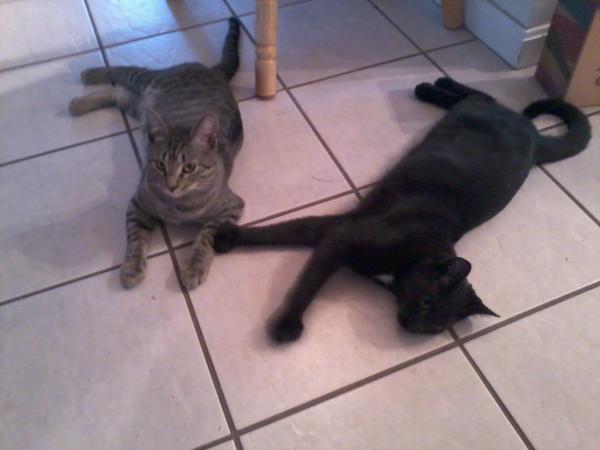 Two Yahoos