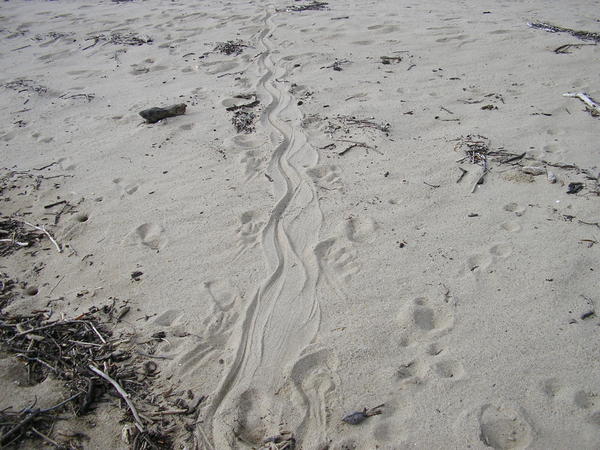 We are so familiar with crocodile tracks as we camp with them so often.