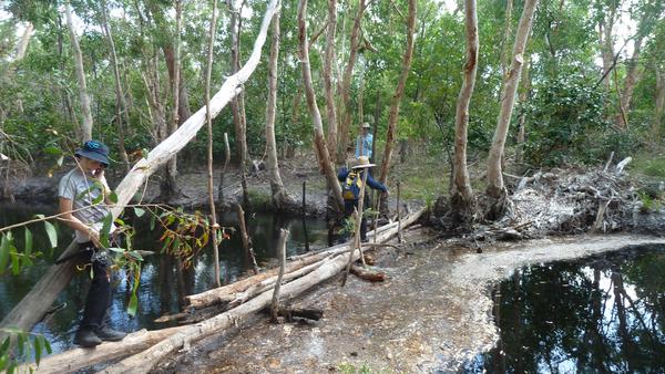 We build bridges to cross swamp waterways