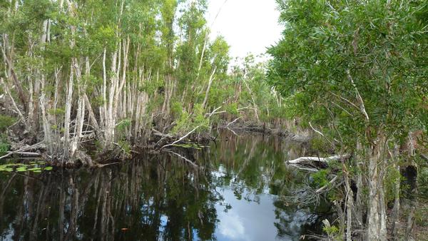 We saw two crocs on this trip... each time on land sunbaking.