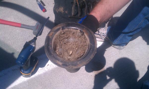 Why wouldn't a bird make a nest in my coil bump stop! Animals love 4runners too