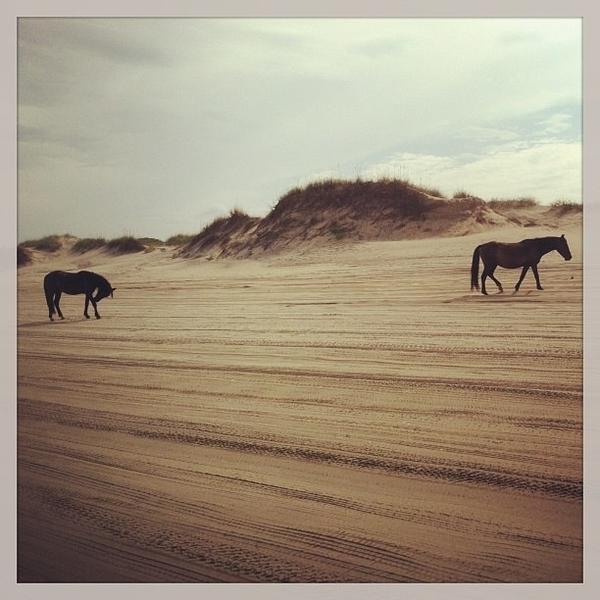 Wild ponies