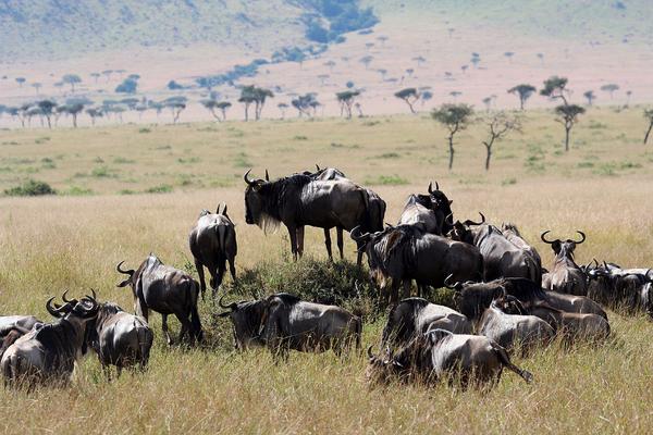Wildebeest, king of the pie hill
