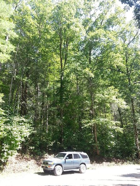 with trees