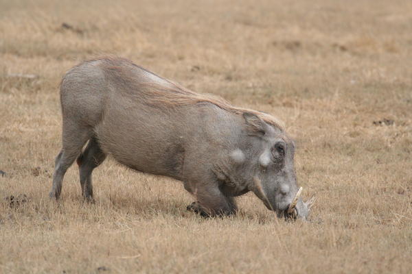 Yes, I want to name my 4Runner the "Warthog"