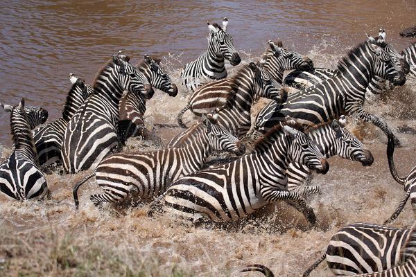 Zebras Spooked