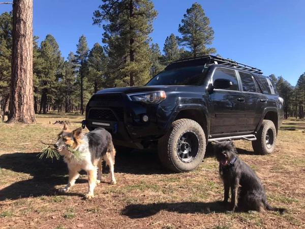 Zingo & Babu, the guard dogs!  Flagstaff, AZ
