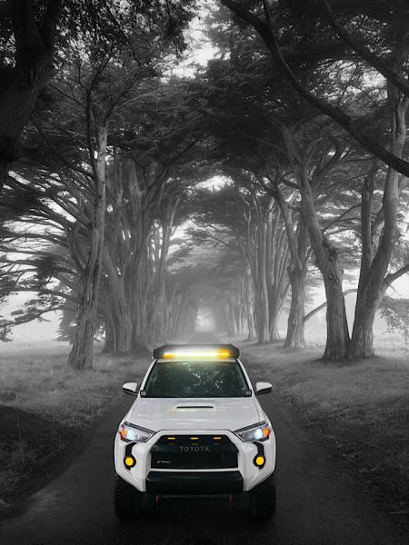skootdawg-albums-stormy-picture56398-tree-tunnel-point-reyes-california.jpeg