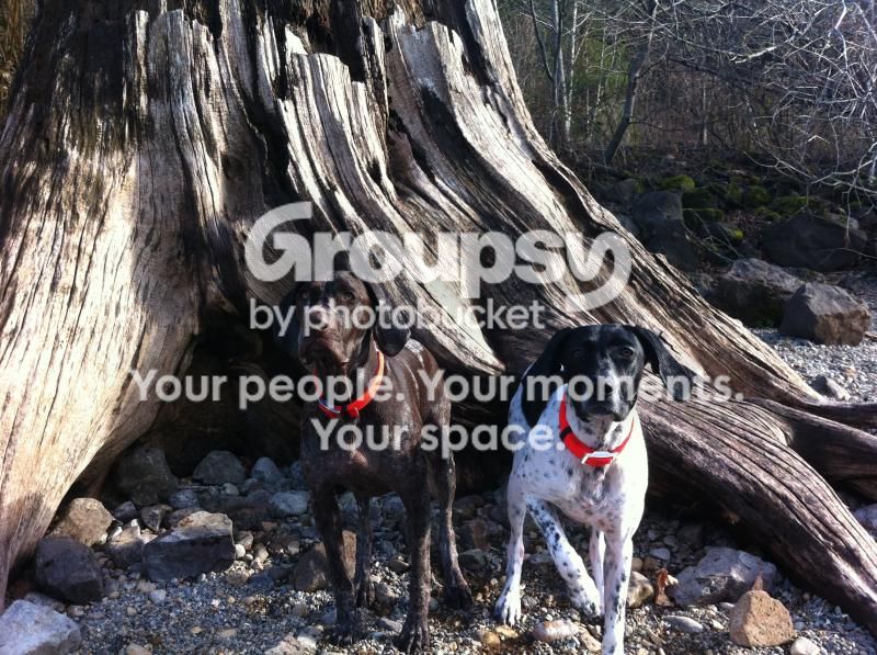 Dog1_zps6890152d.jpg~original