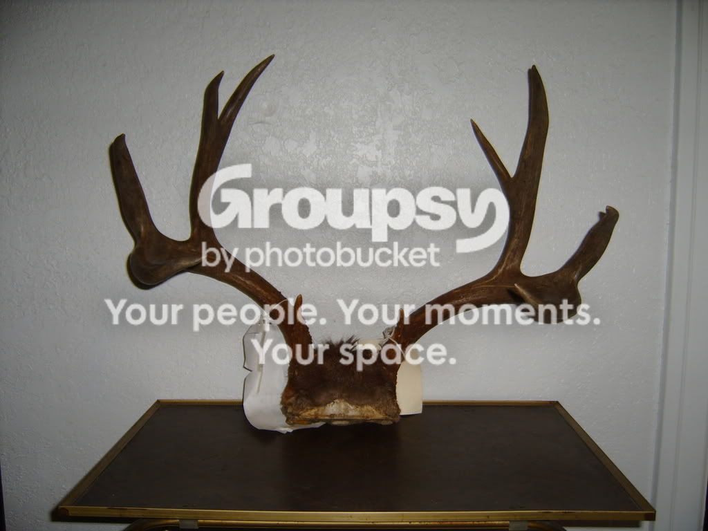 5x5muledeer.jpg~original