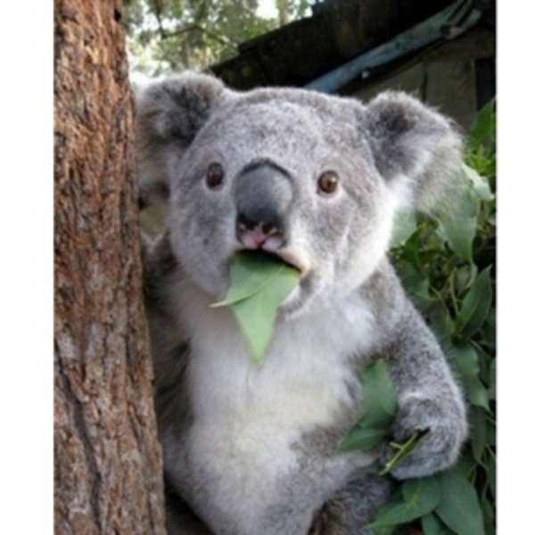 surprised-koala.jpg