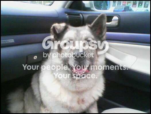 tellydog.jpg~original
