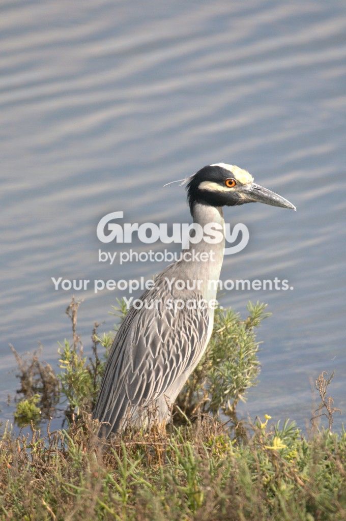 _DSC2183_zpsxudlqdsb.jpg~original