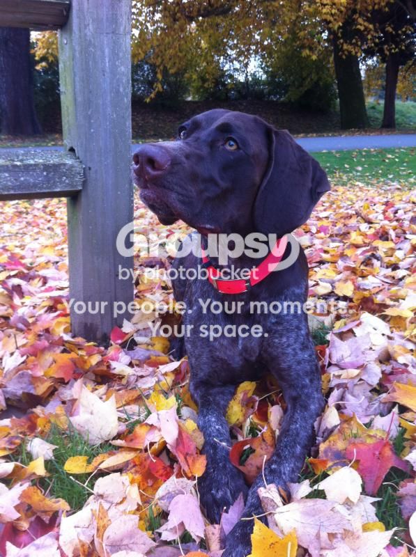 Dog4_zps912f39a5.jpg~original