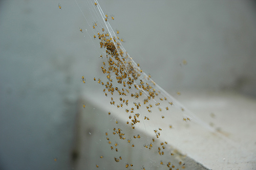 baby-spiders.jpg