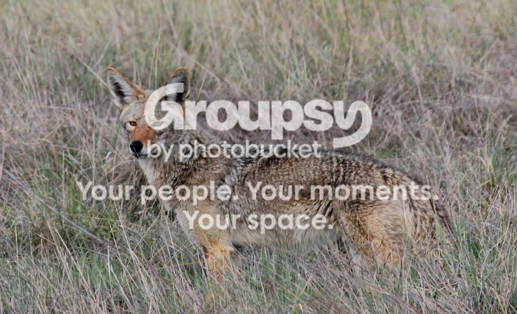Coyote3.jpg~original