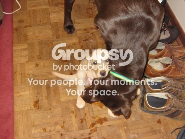 NewPuppy3.jpg~original