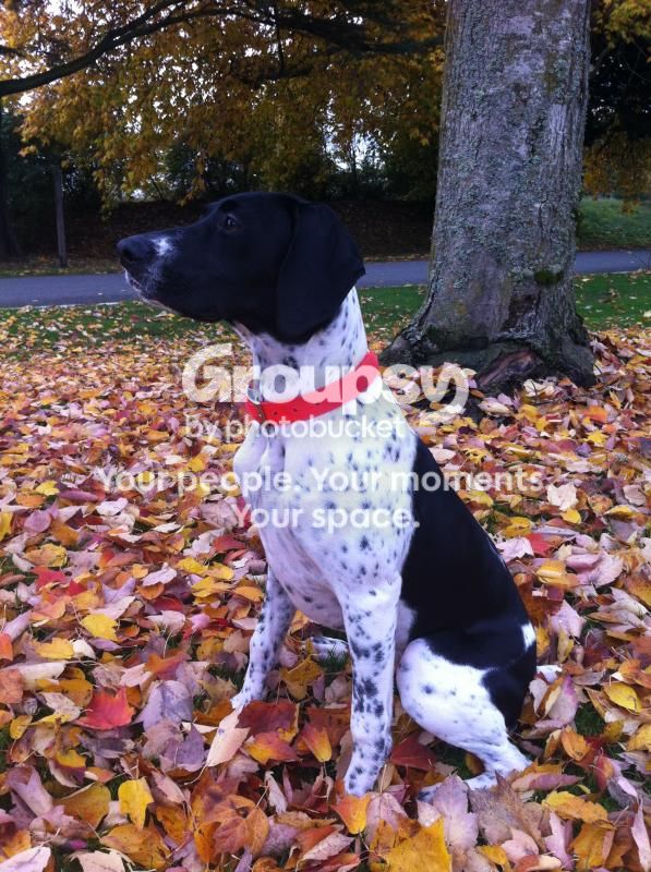 Dog3_zps460fdf96.jpg~original