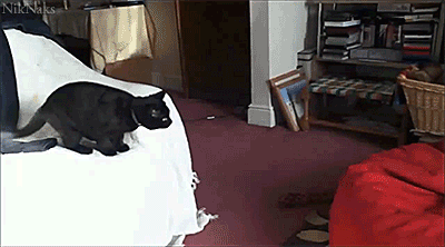 tumblr_mm355myFPf1s441czo1_400.gif