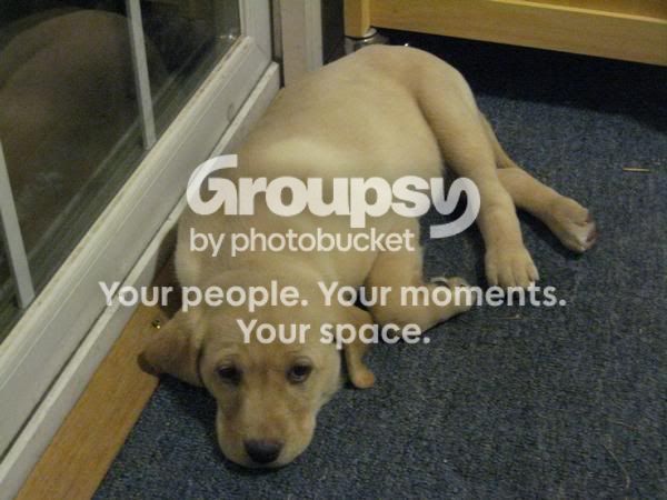 NewPuppy2.jpg~original