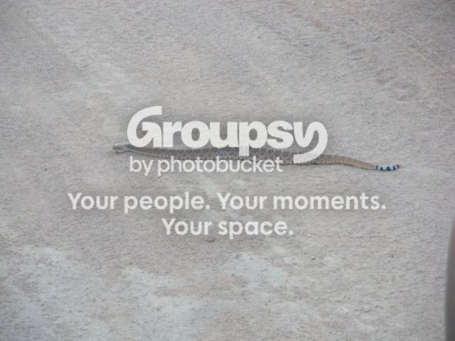 HERPPICS2012079.jpg~original