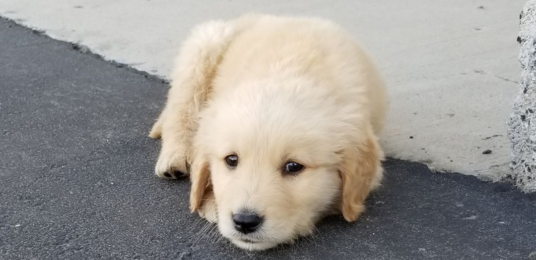 baloo_001.jpg