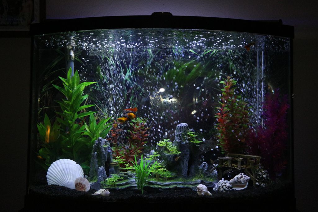 fish_2016_001.jpg