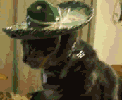 QUE.gif~original