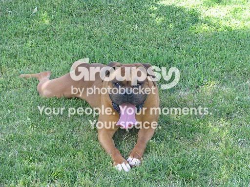 pug-ground.jpg~original