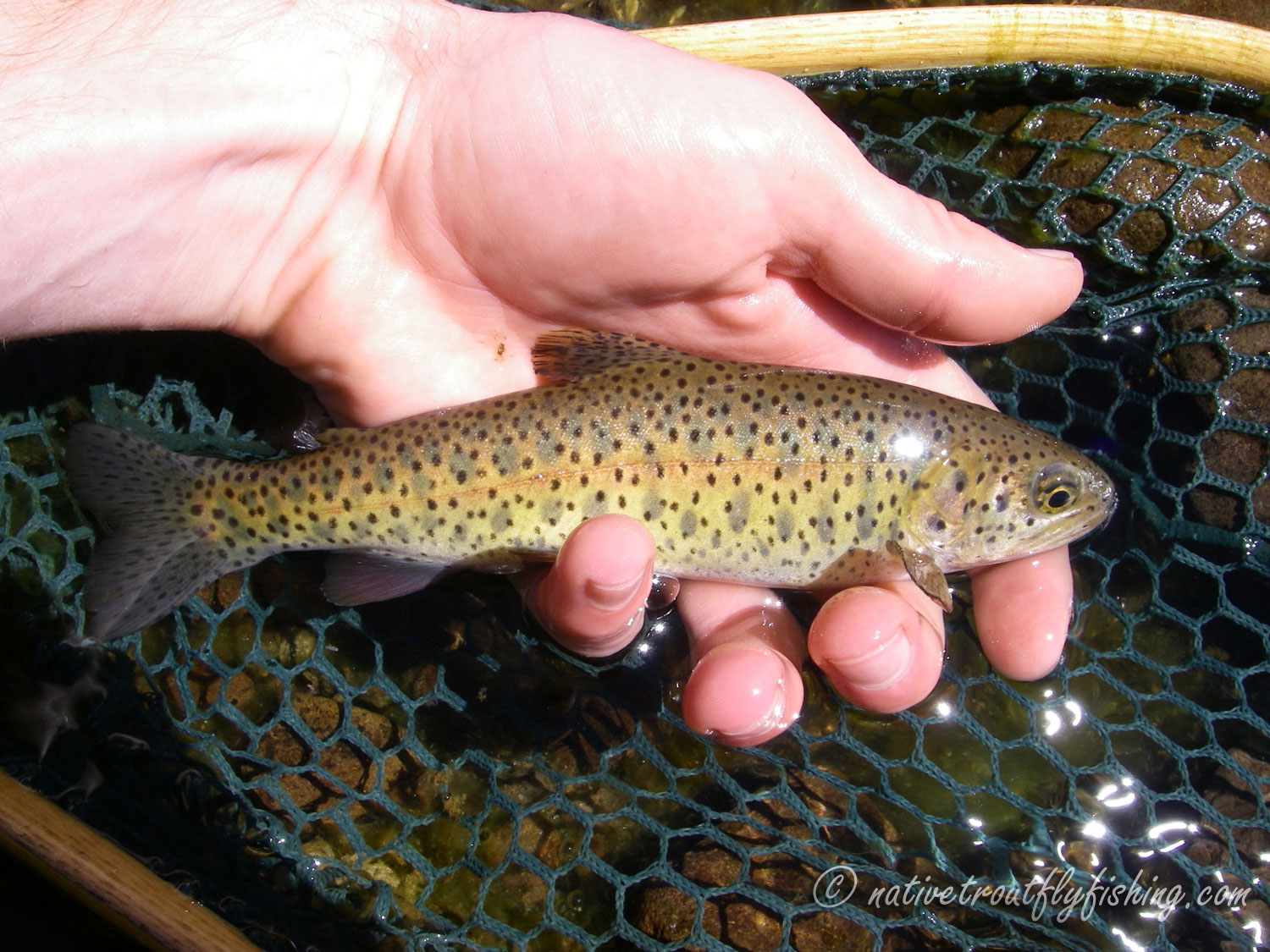lahontancutthroat2.jpg
