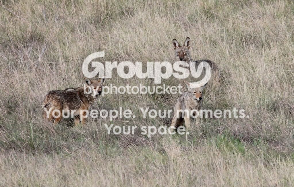Coyote5.jpg~original