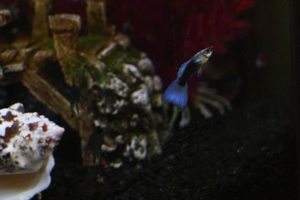 fish_2016_003.jpg