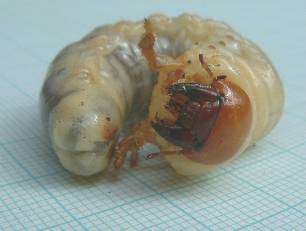 lc_larva_hcw9.JPG