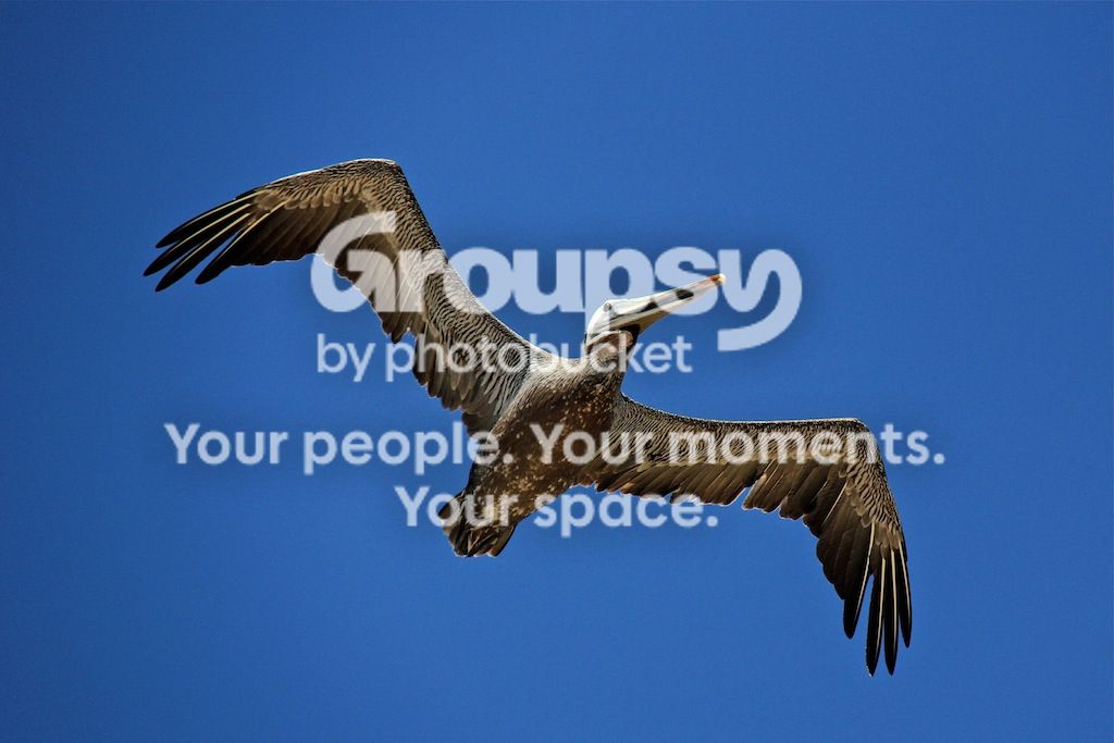 IMG_1837_zpsba18187f.jpg~original