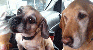 Dog-Waits-to-Eat-Ice-Cream.gif