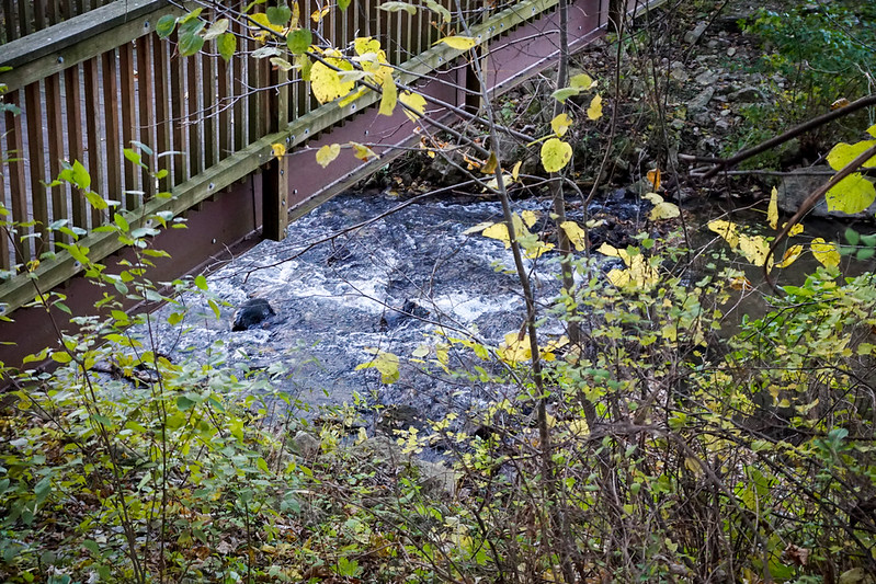 45568399242_3b8ec79755_c.jpg