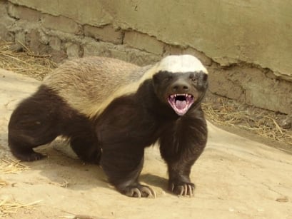 gytesupu.jpg