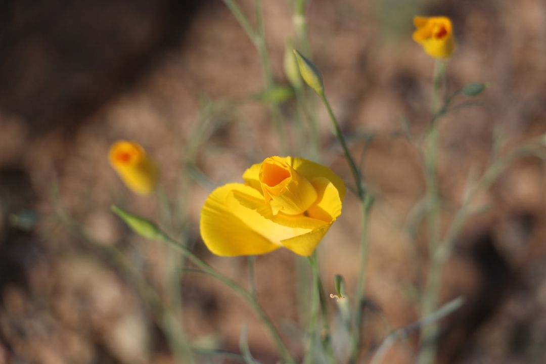 jt_flower_003.jpg