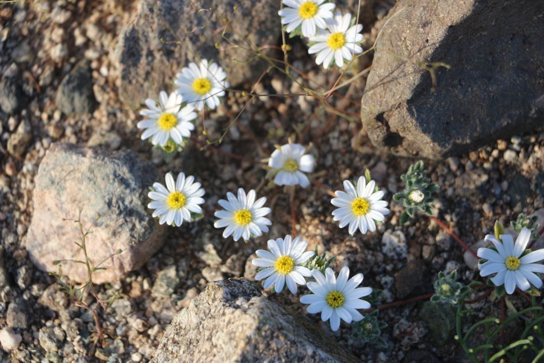 jt_flower_004.jpg