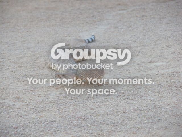 HERPPICS2012083.jpg~original