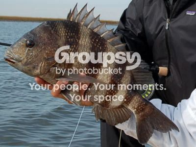 sheepshead_zps72c0ce4b.jpg~original