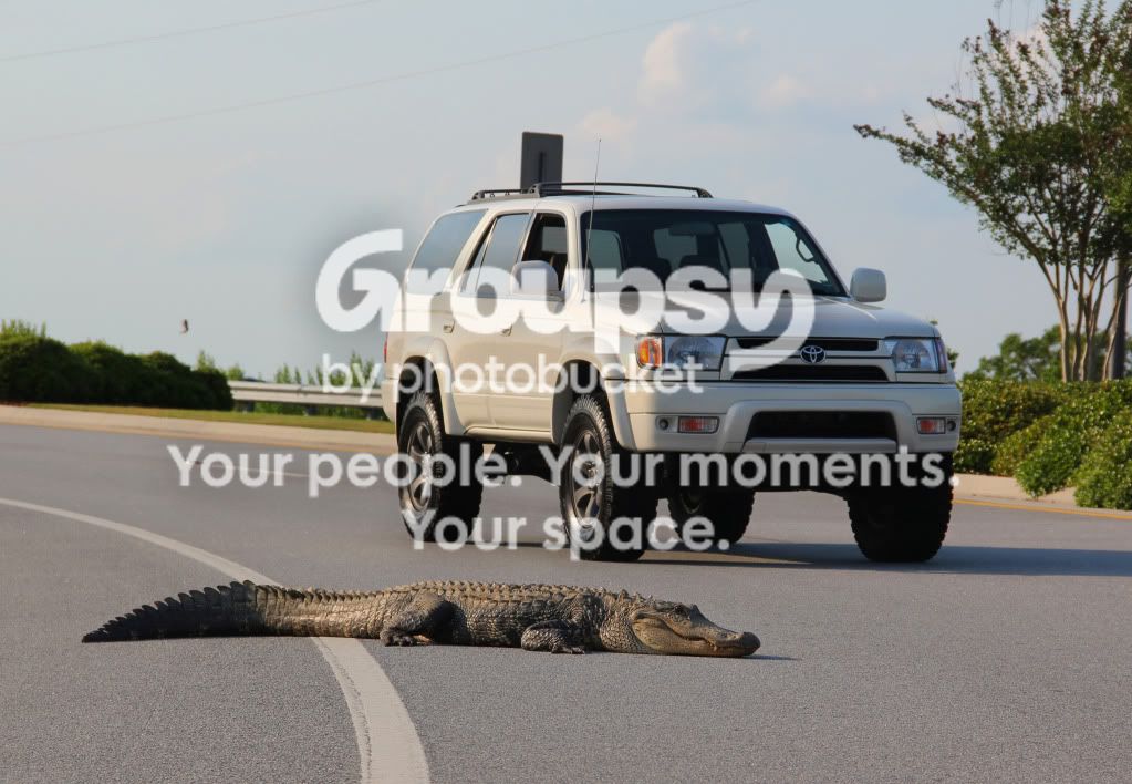 gator.jpg~original