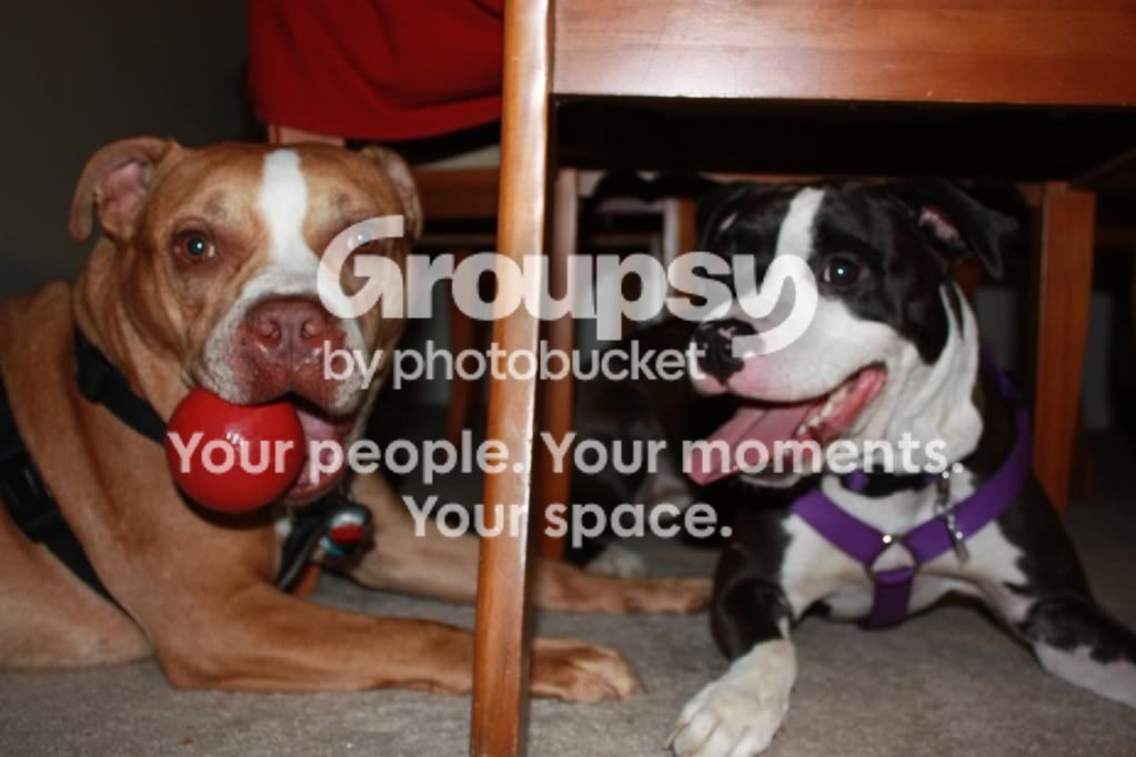 buddyspics504.jpg~original