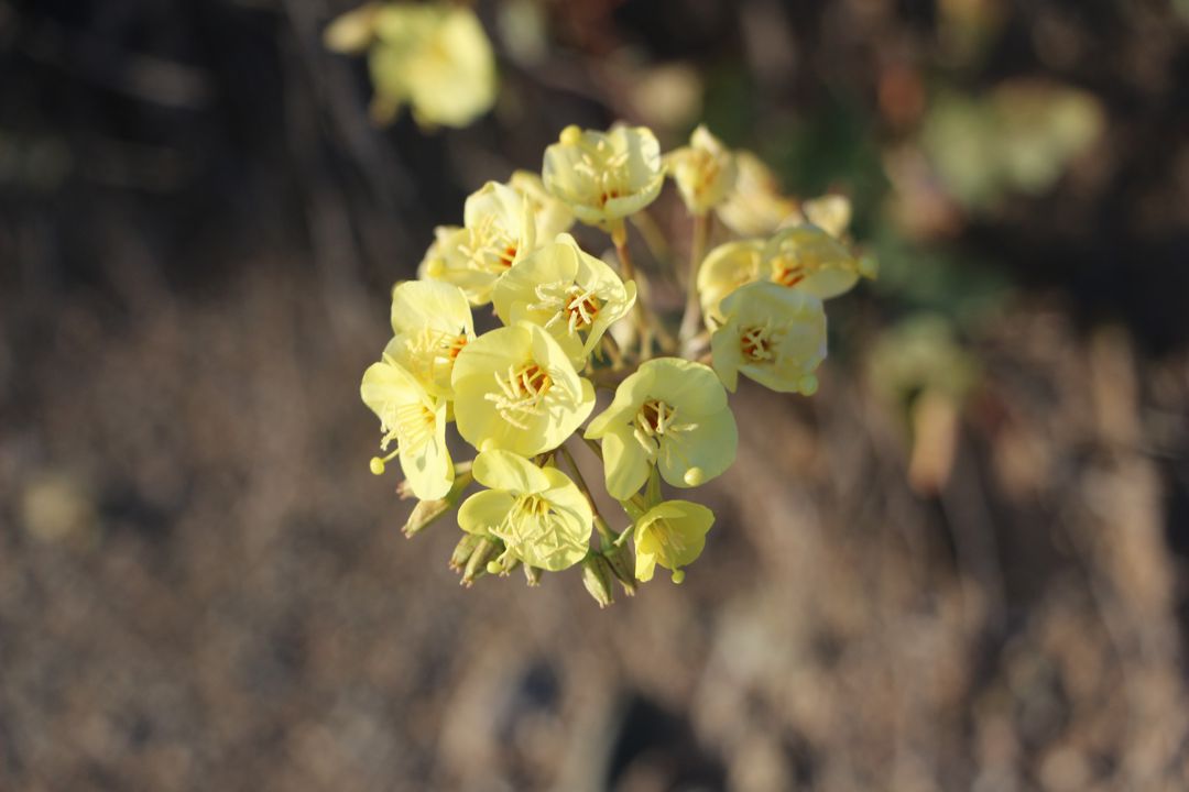 jt_flower_002.jpg