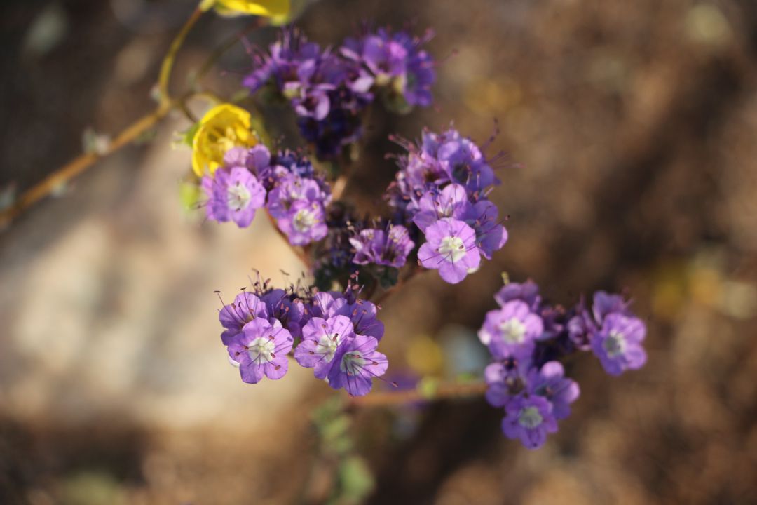 jt_flower_001.jpg
