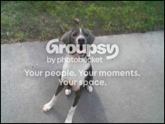 dogs4.jpg~original