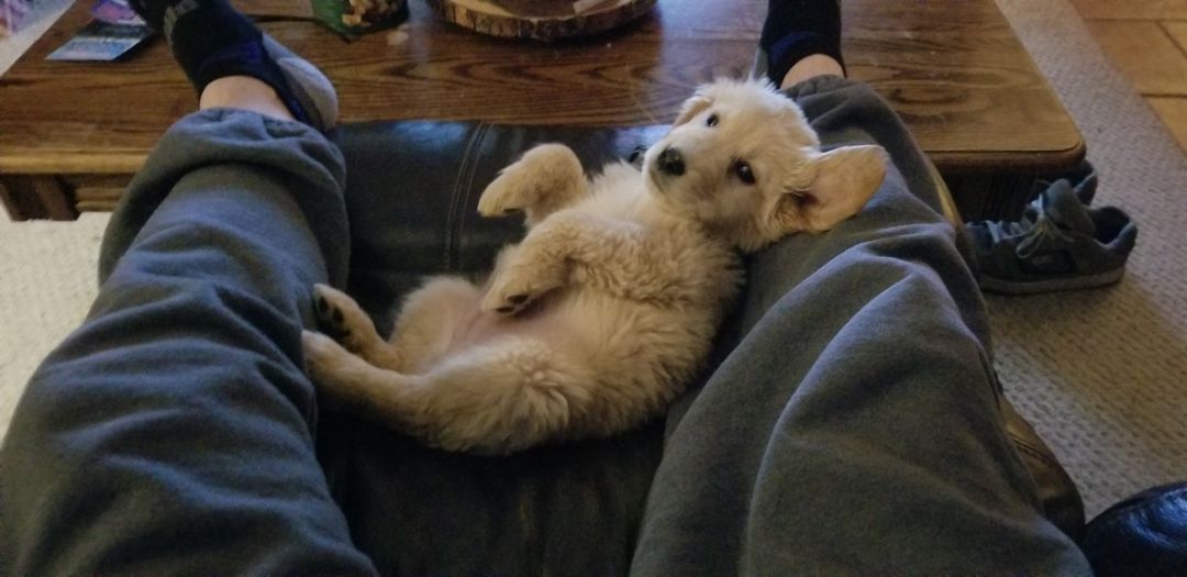 baloo_011.jpg