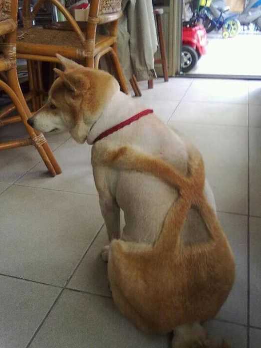 redneck%2Bdog.jpg