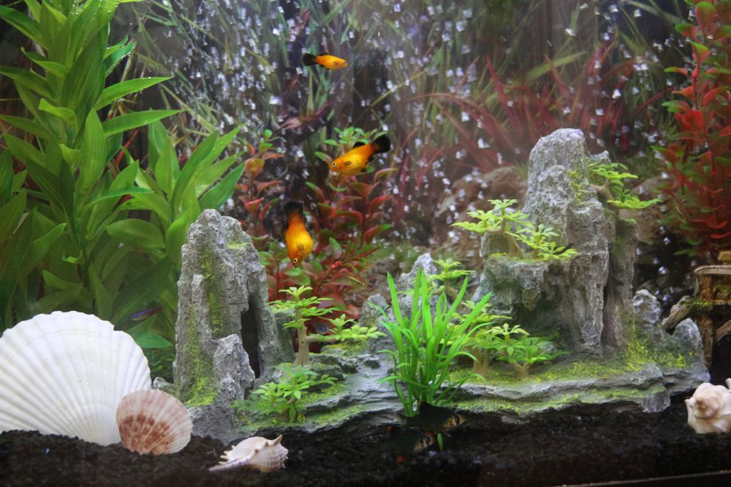 fish_2016_002.jpg
